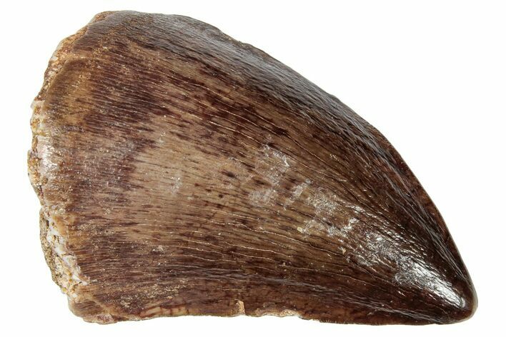 Fossil Mosasaur (Prognathodon) Tooth - Morocco #249733